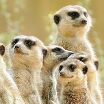 El clan de las suricatas